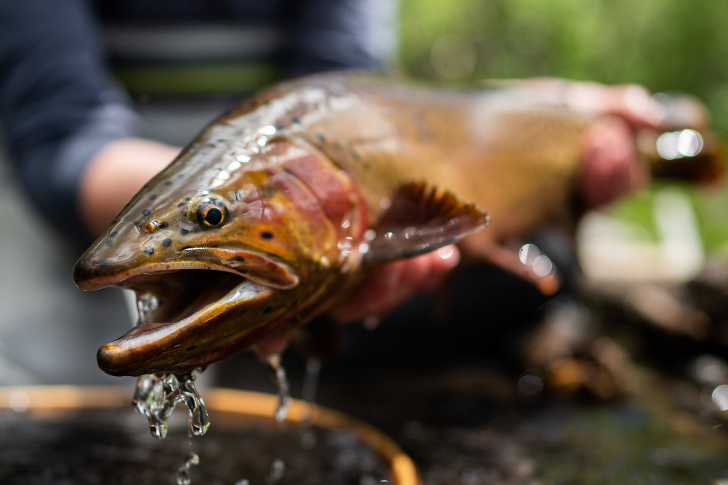 Trophy Trout Camp