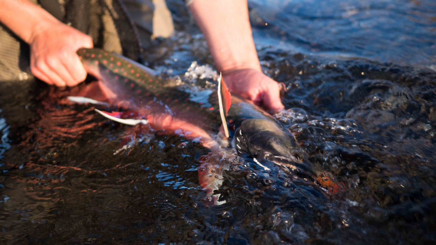 Exploratory Dolly Varden
