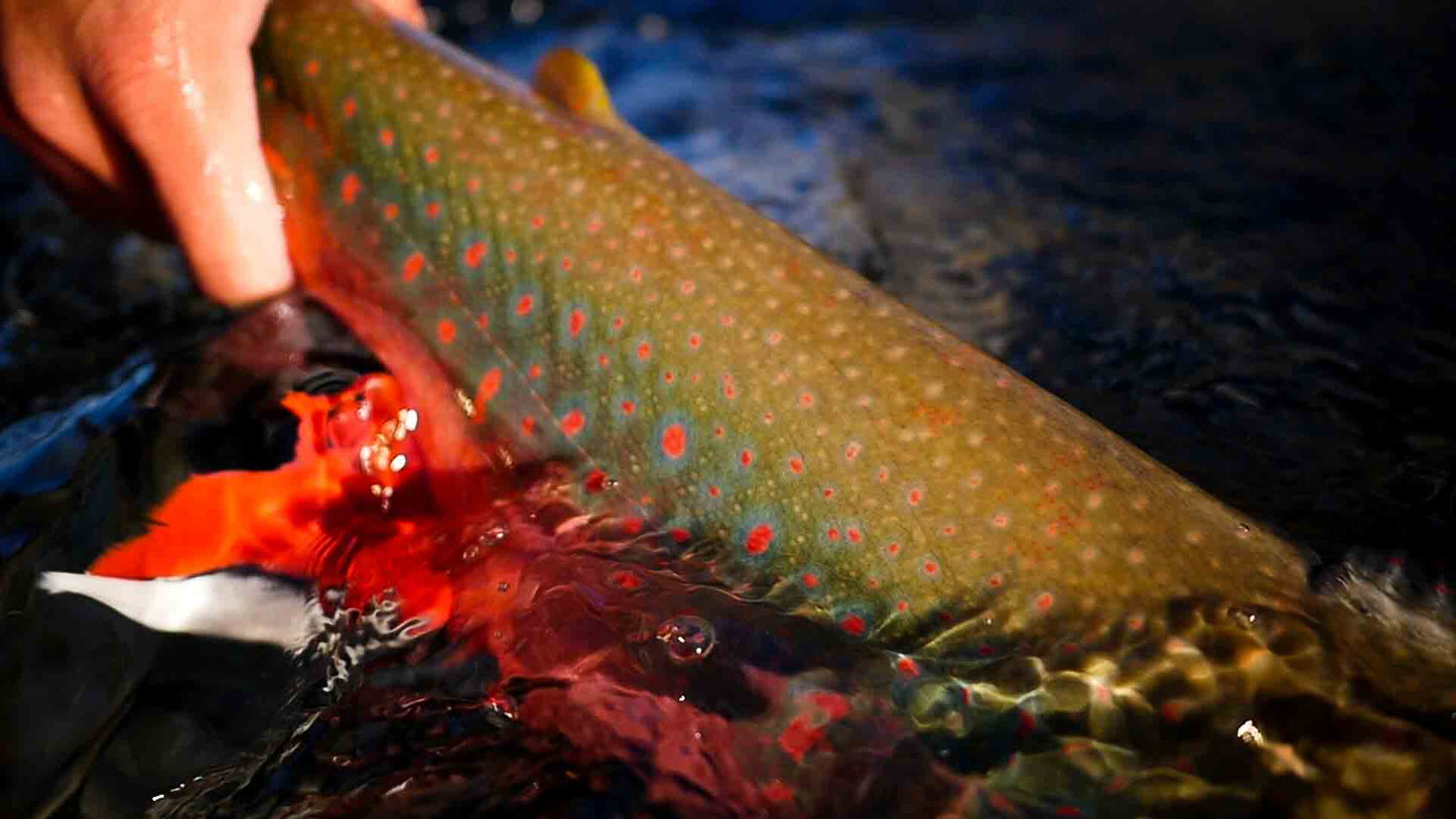 Aug 6-14, 2024