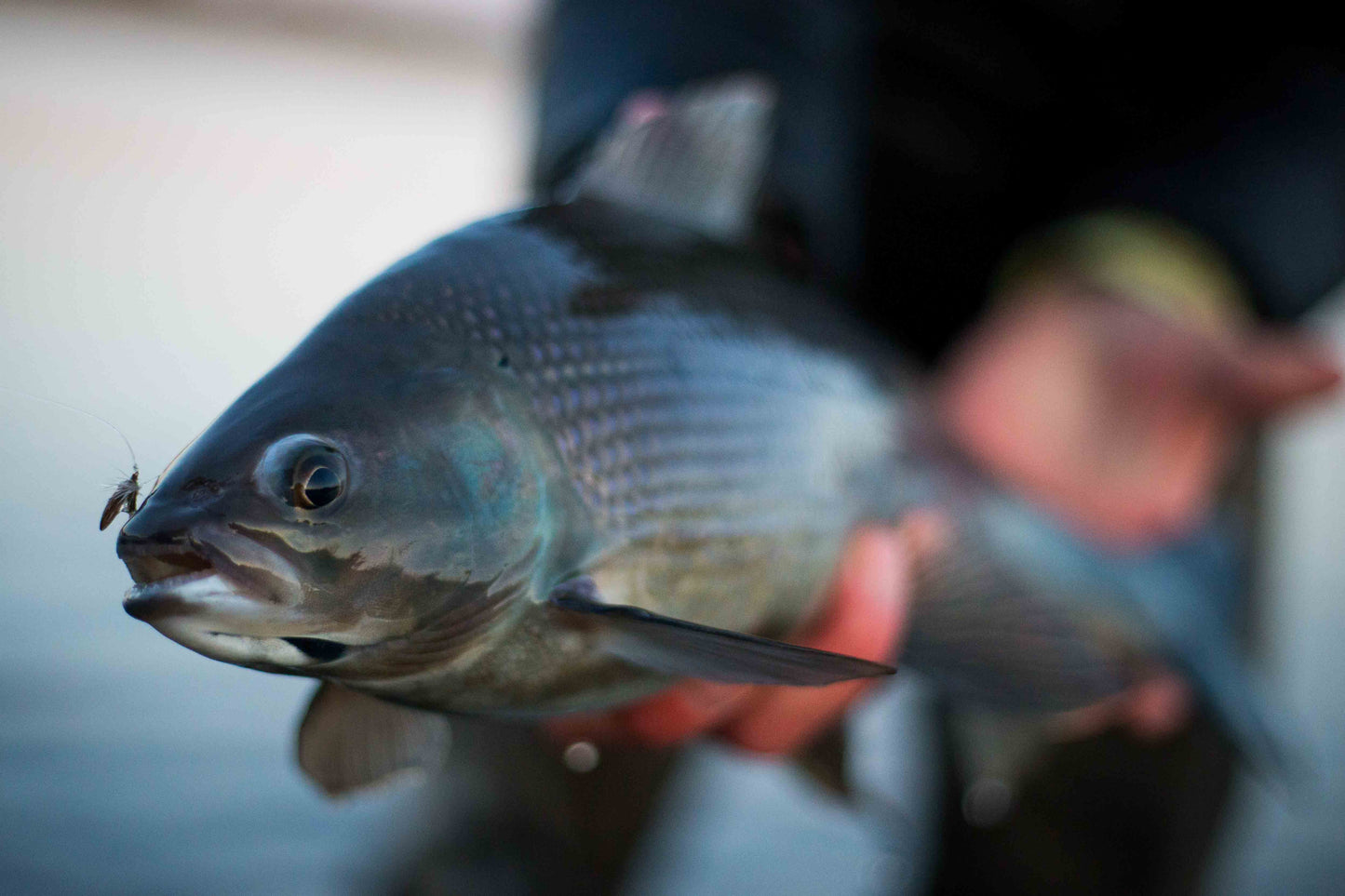 Exploratory Dolly Varden